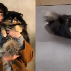 CHUTOGEL | Yeontan, anjing kesayangan V BTS:  Kesehatan, foto, dan video terbaru