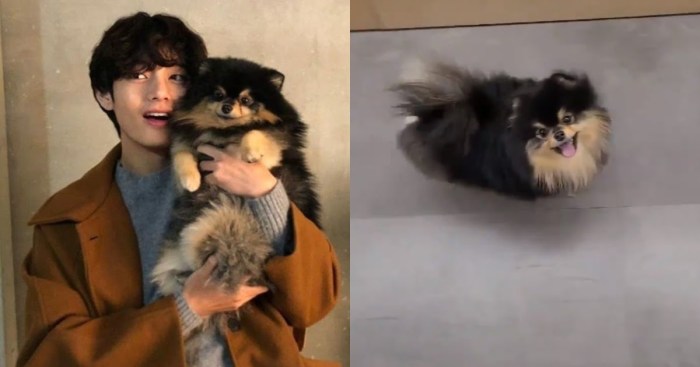 CHUTOGEL | Yeontan, anjing kesayangan V BTS:  Kesehatan, foto, dan video terbaru